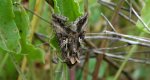 Błyszczka jarzynówka (Autographa gamma) albo Autographa mandarina