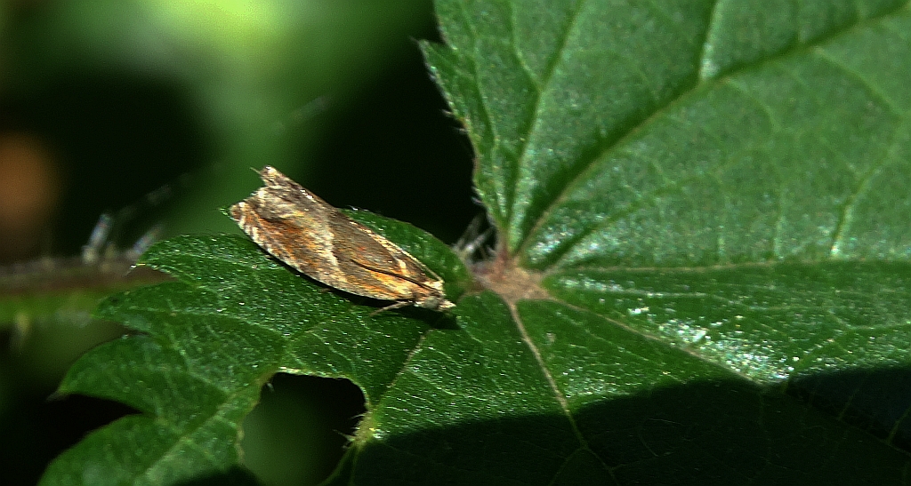 Ancylis obtusana