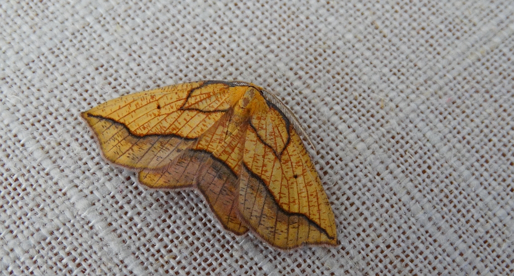 Nagodnik wycinek (Epione repandaria)