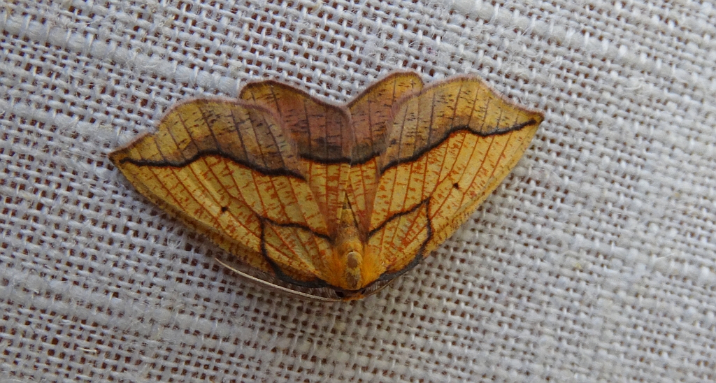 Nagodnik wycinek (Epione repandaria)