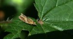 Ancylis obtusana
