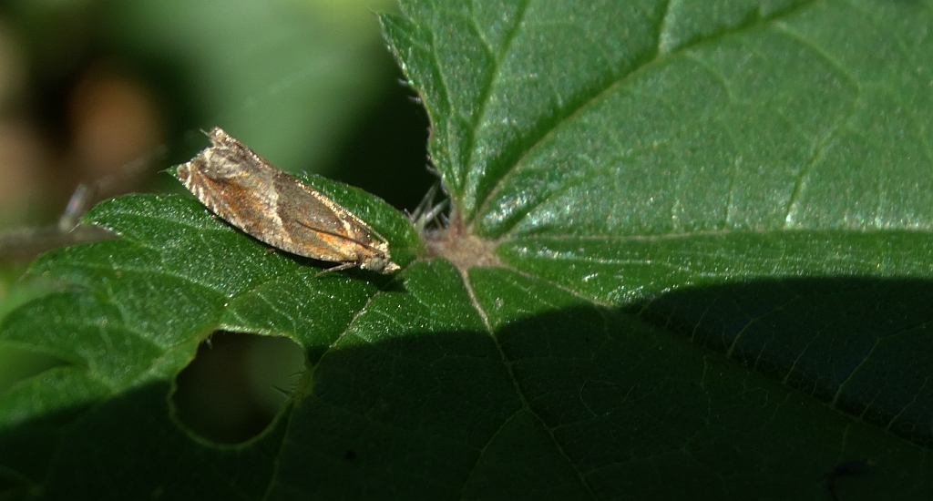Ancylis obtusana