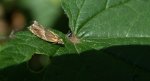 Ancylis obtusana