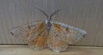 Rączyk leszczyniak (Angerona prunaria)