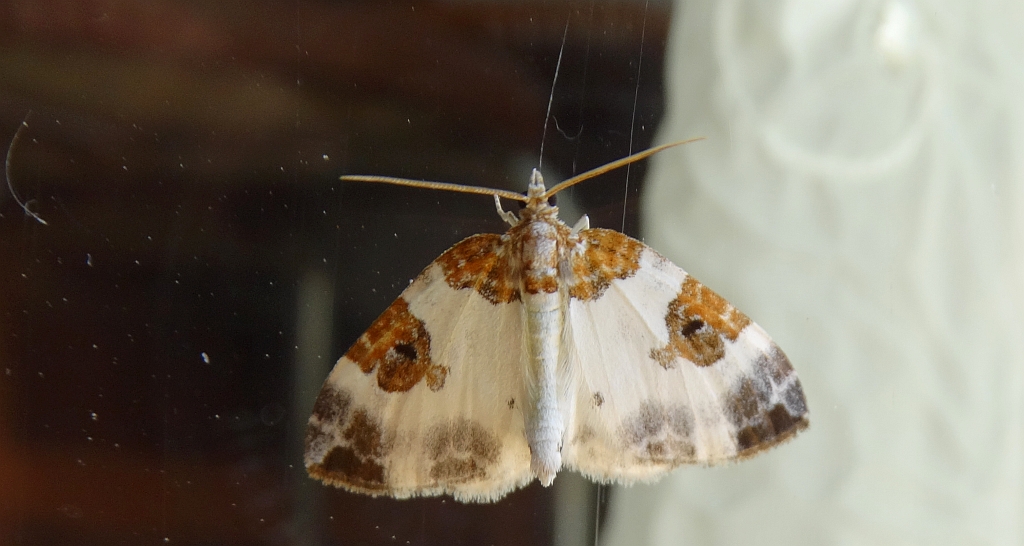 Paśnik rudoplamek (Plemyria rubiginata)