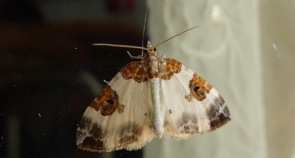 Paśnik rudoplamek (Plemyria rubiginata)