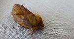 Barczatka napójka (Euthrix potatoria)