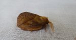 Barczatka napójka (Euthrix potatoria)