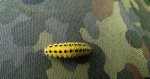 Kraśnik sześcioplamek (Zygaena filipendulae)