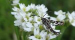 Pyropteron triannuliformis