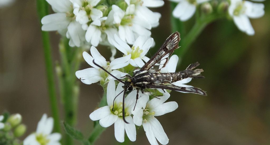 Pyropteron triannuliformis