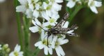 Pyropteron triannuliformis