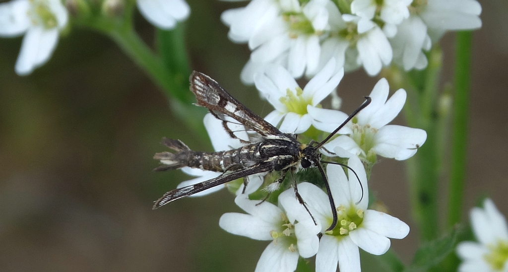 Pyropteron triannuliformis