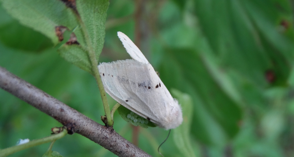 Szewnica bzówka (Spilosoma lutea)