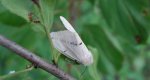 Szewnica bzówka (Spilosoma lutea)