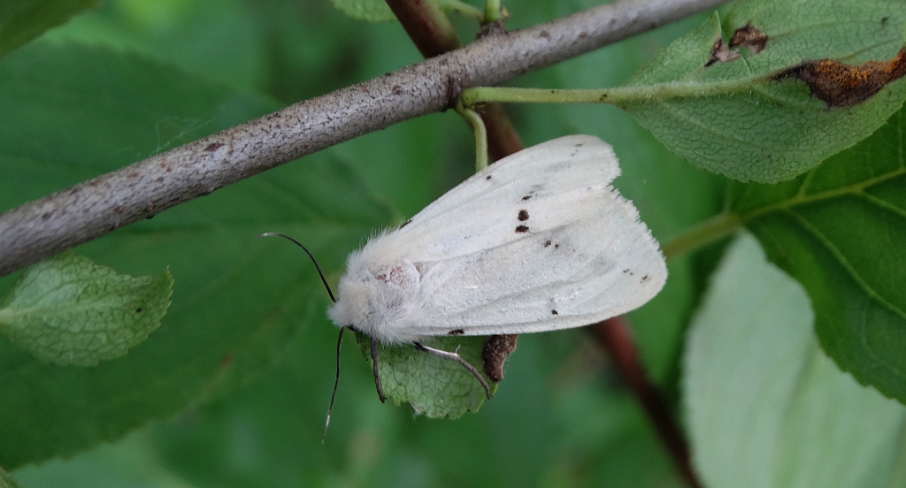 Szewnica bzówka (Spilosoma lutea)