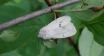 Szewnica bzówka (Spilosoma lutea)