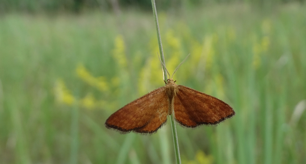Krocznik rudak (Idaea rufaria)