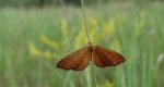 Krocznik rudak (Idaea rufaria)