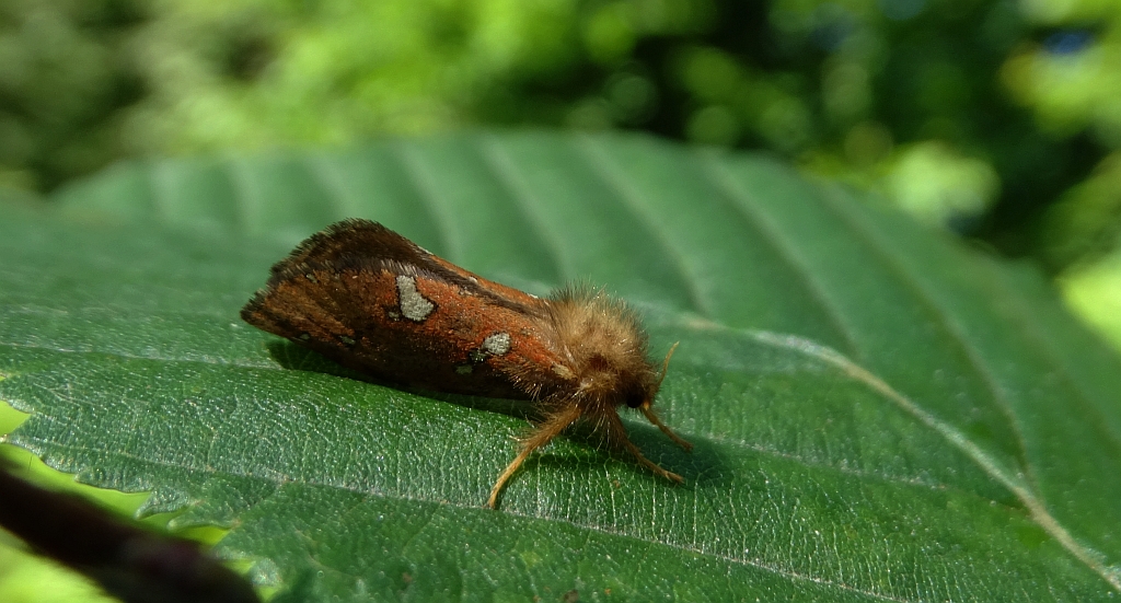 Krótkowąs paprotnik (Phymatopus hecta)