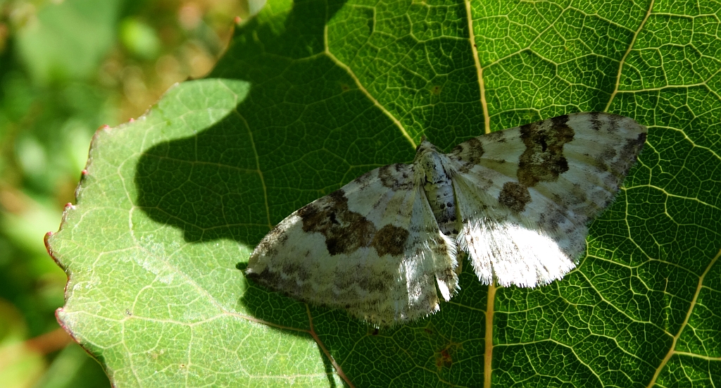 Paśnik nagórek (Xanthorhoe montanata)