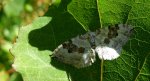 Paśnik nagórek (Xanthorhoe montanata)