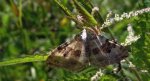 Paśnik nagórek (Xanthorhoe montanata)