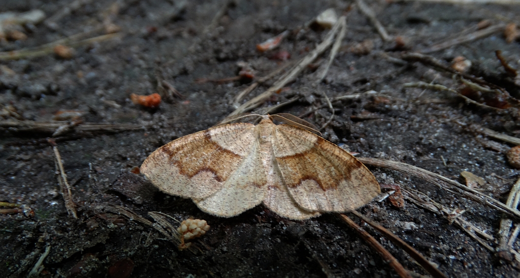 Nakreślik iwiniak (Plagodis pulveraria)