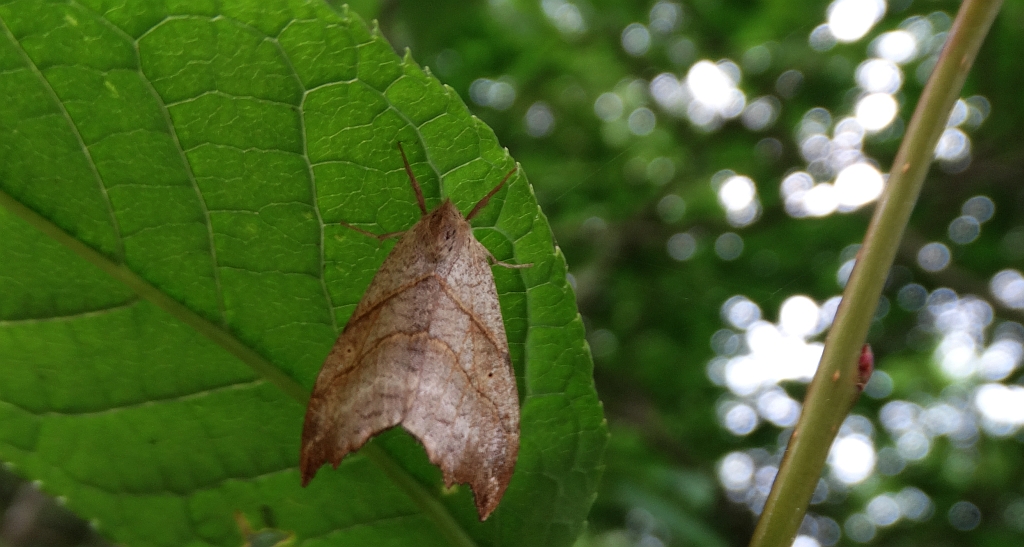 Wycinka jaszczurówka (Falcaria lacertinaria)