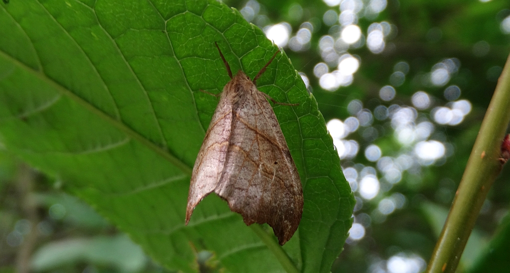 Wycinka jaszczurówka (Falcaria lacertinaria)