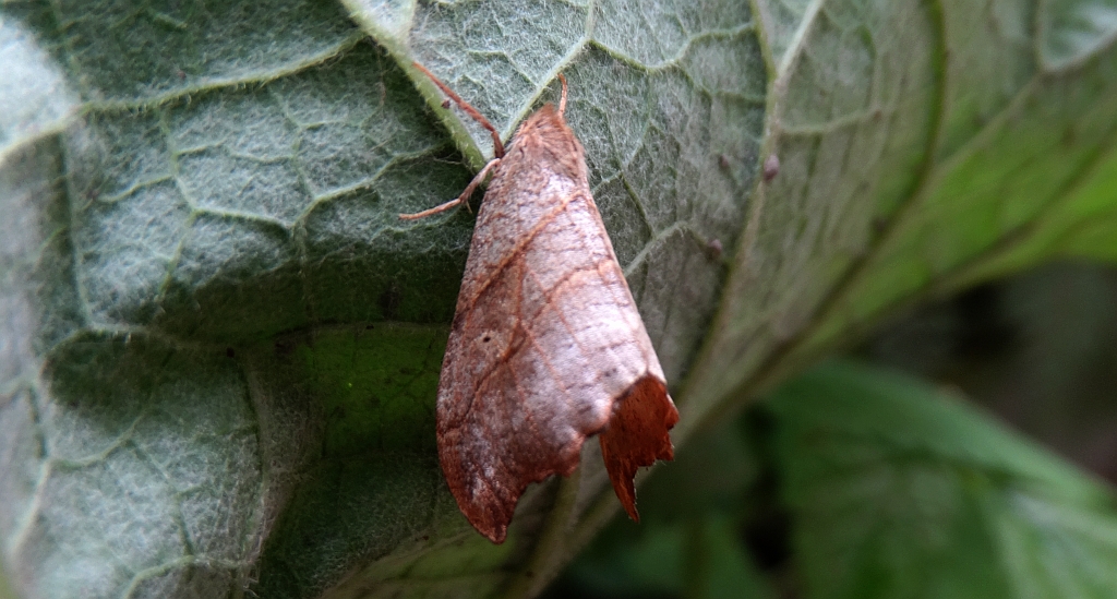 Wycinka jaszczurówka (Falcaria lacertinaria)