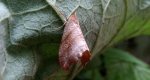 Wycinka jaszczurówka (Falcaria lacertinaria)