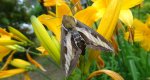 Zmrocznik przytuliak (Hyles gallii)