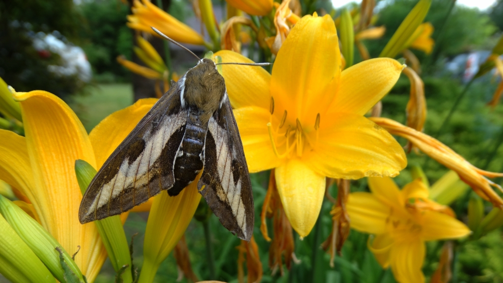 Zmrocznik przytuliak (Hyles gallii)