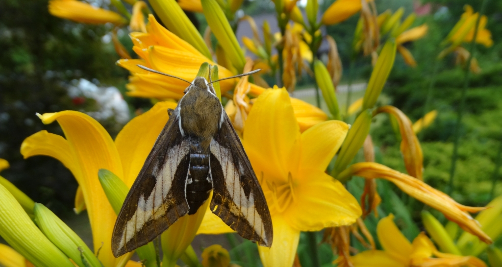 Zmrocznik przytuliak (Hyles gallii)
