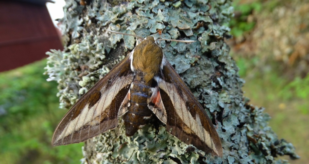 Zmrocznik przytuliak (Hyles gallii)