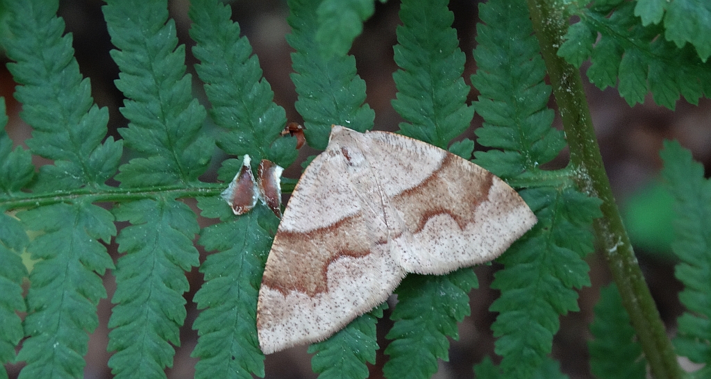 Nakreślik iwiniak (Plagodis pulveraria)