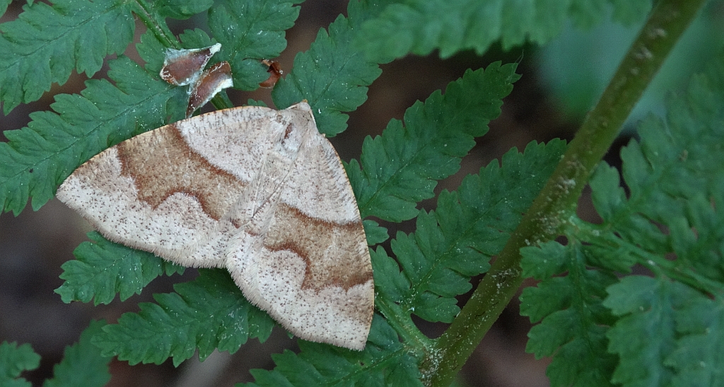 Nakreślik iwiniak (Plagodis pulveraria)