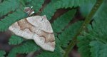 Nakreślik iwiniak (Plagodis pulveraria)