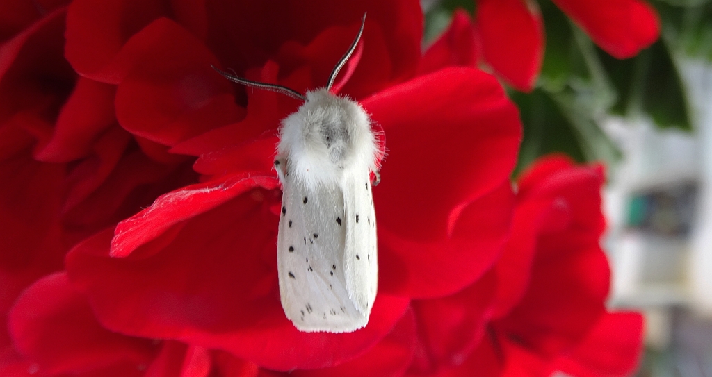Szewnica miętówka (Spilosoma lubricipeda)