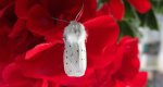 Szewnica miętówka (Spilosoma lubricipeda)