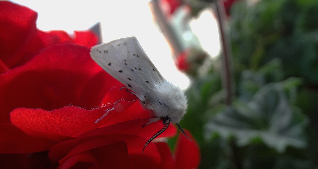 Szewnica miętówka (Spilosoma lubricipeda)