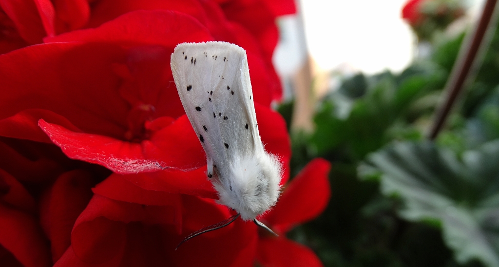 Szewnica miętówka (Spilosoma lubricipeda)