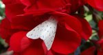 Szewnica miętówka (Spilosoma lubricipeda)