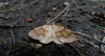 Nakreślik iwiniak (Plagodis pulveraria)