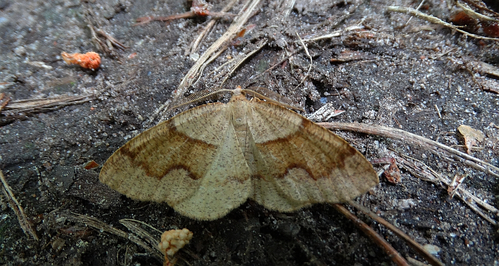 Nakreślik iwiniak (Plagodis pulveraria)