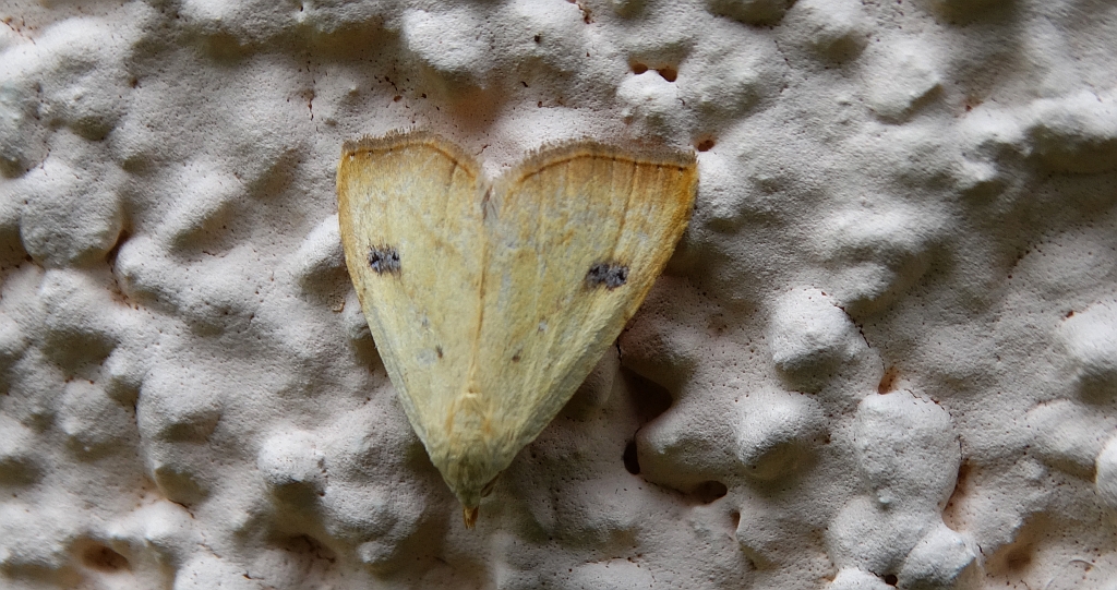 Rivula sericealis