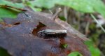 Crambus lathoniellus