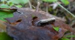 Crambus lathoniellus