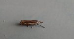 Crambus lathoniellus